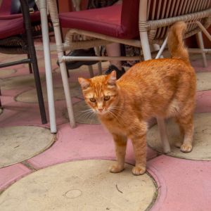 Fotografie Lente Lupu - 7