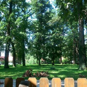 Fotografie La Pădurea Verde - 3