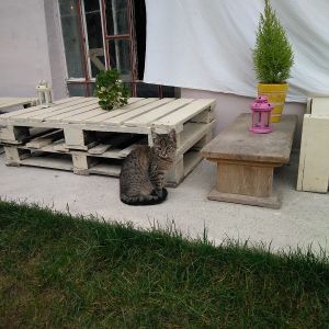 Fotografie La Pisici Cafe - 0