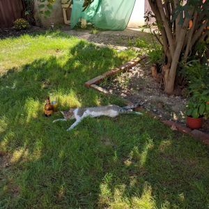 Fotografie La Pisici Cafe - 1