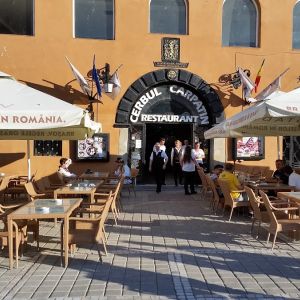 Fotografie Cerbul Carpatin - 4