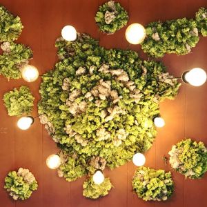 Fotografie Plated - 3