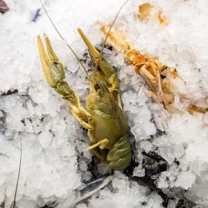 Fotografie La Papile - 1