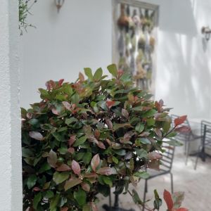 Fotografie Anika Restaurant - 2