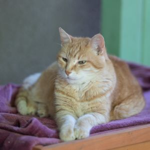 Fotografie Lente Arcului - 2