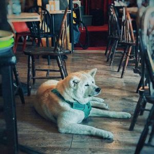 Fotografie Jazz Book - 1