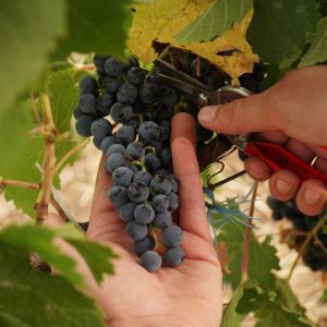 Fotografie Crama Rotenberg - 1