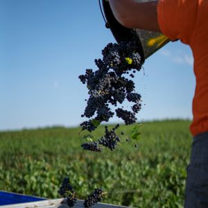 Fotografie Crama Oprișor - 4