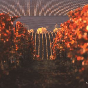 Fotografie Crama Oprișor - 1