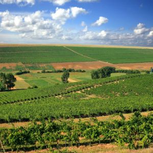 Fotografie Crama Oprișor - 7