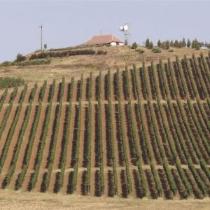 Fotografie Crama Oprișor - 8