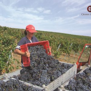 Fotografie Crama Oprișor - 9