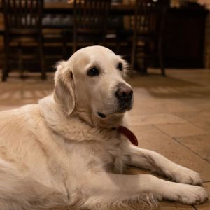 Fotografie Euphoria Biergarten - 8