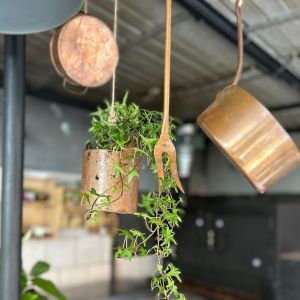 Fotografie Shandra'ma Victoriei - 3