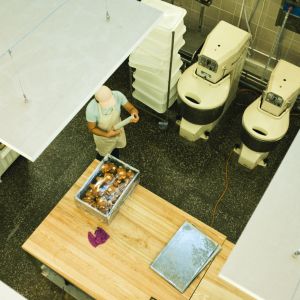 Fotografie Gluten Glory - 1