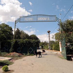 Fotografie Punct Gastronomic Local Sibioara - 6