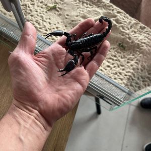 Fotografie Grumpy Zoo Restaurant - 7