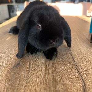 Fotografie Grumpy Zoo Restaurant - 1