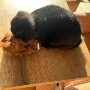 Fotografie Grumpy Zoo Restaurant - 2