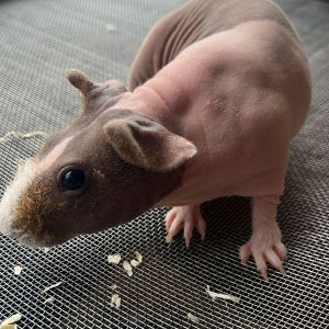 Fotografie Grumpy Zoo Restaurant - 3