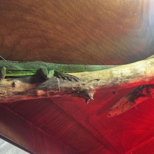 Fotografie Grumpy Zoo Restaurant - 8