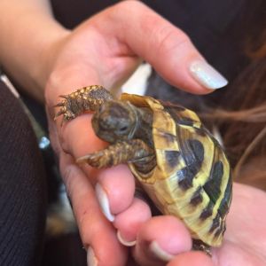 Fotografie ZooCafe Transilvania Brasov - 4