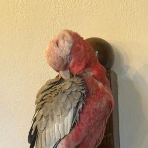 Fotografie ZooCafe Transilvania Brasov - 6