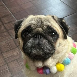 Fotografie Sophia's Pug & Frenchie Bistro - 4