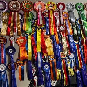 Fotografie Sophia's Pug & Frenchie Bistro - 5