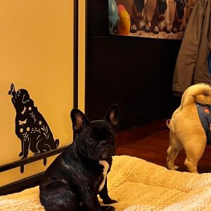 Fotografie Sophia's Pug & Frenchie Bistro - 2