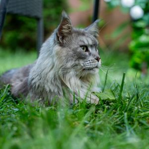 Fotografie Maine Coon Cafe - 0