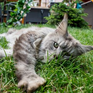 Fotografie Maine Coon Cafe - 2