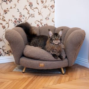 Fotografie Maine Coon Cafe - 3