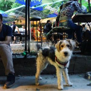 Fotografie Pe Baricade - 5