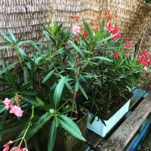 Fotografie Pe Baricade - 6